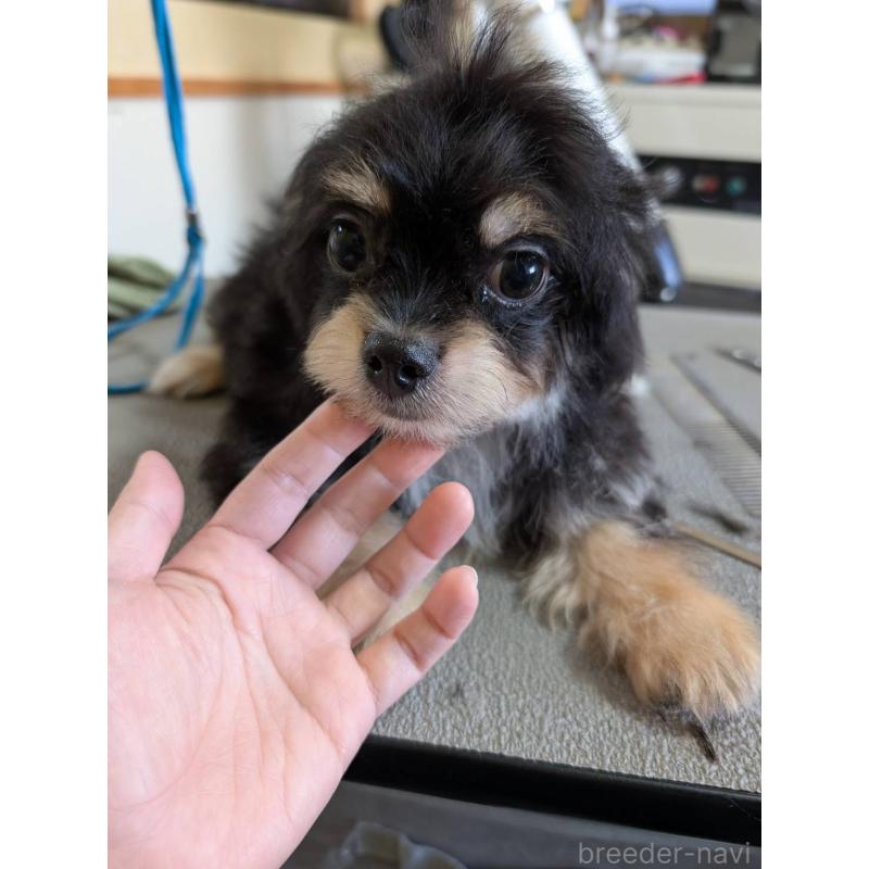 販売中の福井県のチワプー:チワワ×トイプードル-422595の2枚目