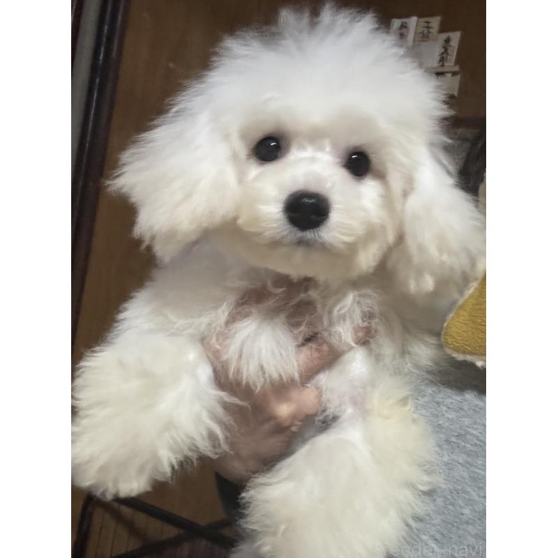 販売中の福井県のビションフリーゼ-417336の2枚目