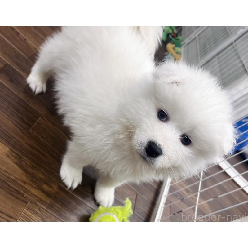 販売中の東京都のサモエド-440116