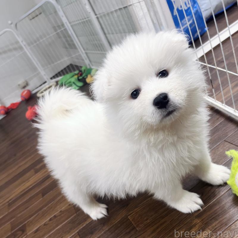 販売中の東京都のサモエド-440116の6枚目