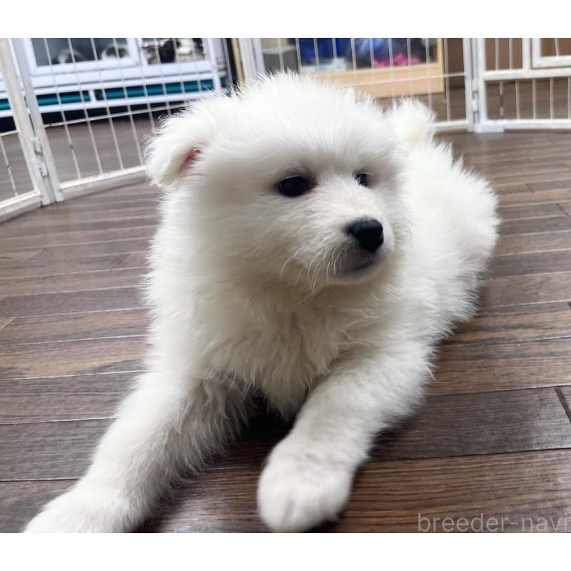 販売中の東京都のサモエド-440116の5枚目