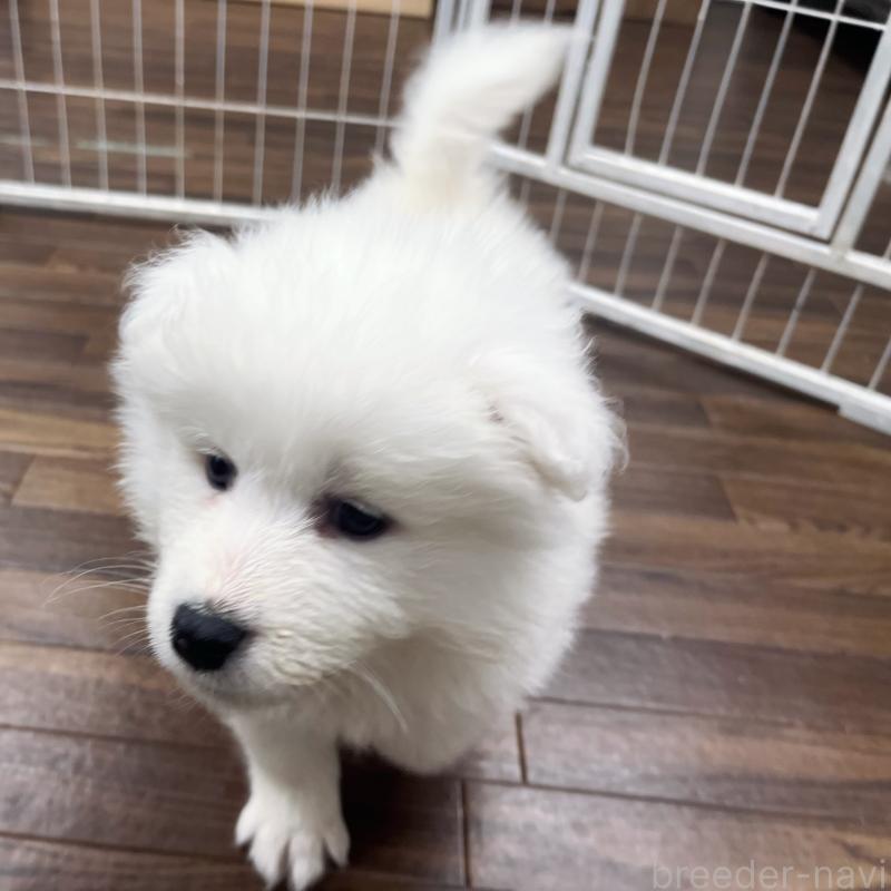 販売中の東京都のサモエド-440116の4枚目