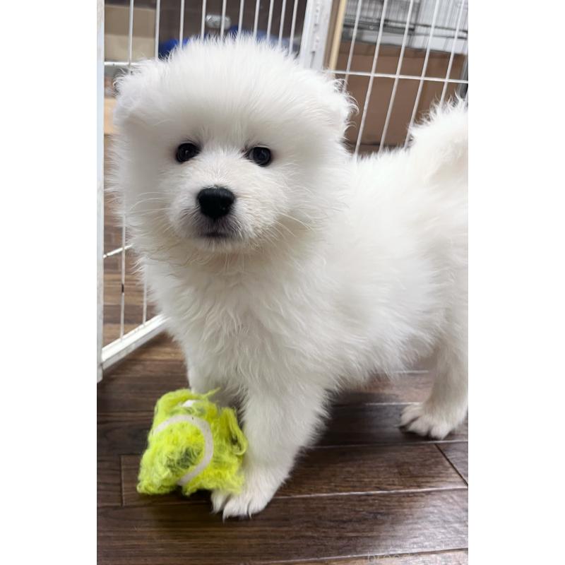 販売中の東京都のサモエド-440116の3枚目