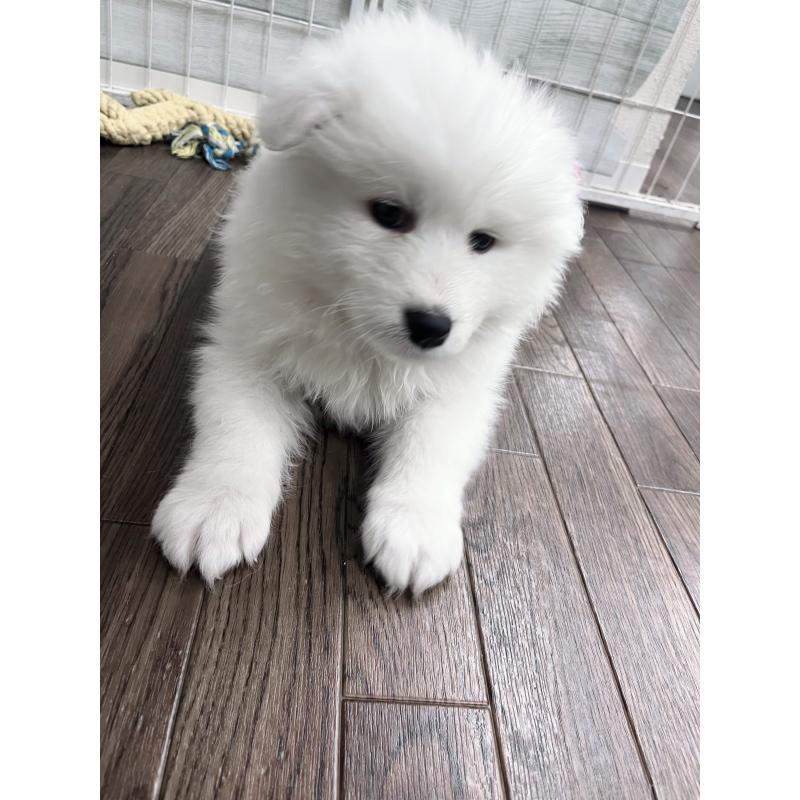 販売中の東京都のサモエド-440116の2枚目