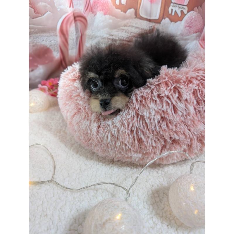 販売中の福井県のチワプー:チワワ×トイプードル-422597の2枚目