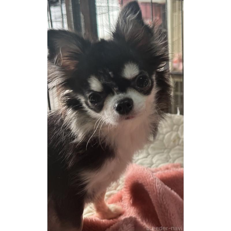 販売中の福井県のチワワ(ロングコート)-411916