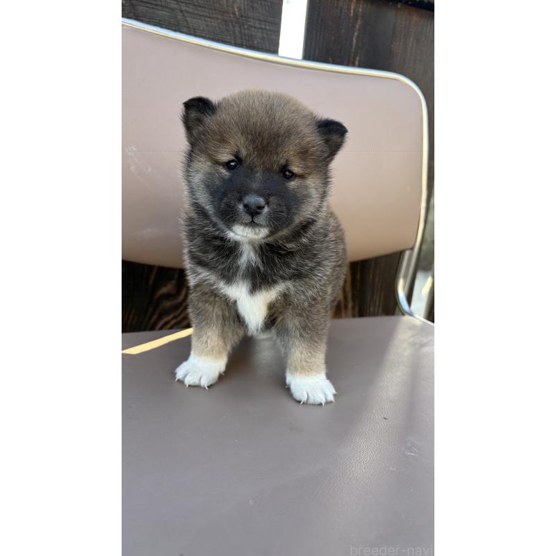 販売中の茨城県の柴犬-440117の4枚目