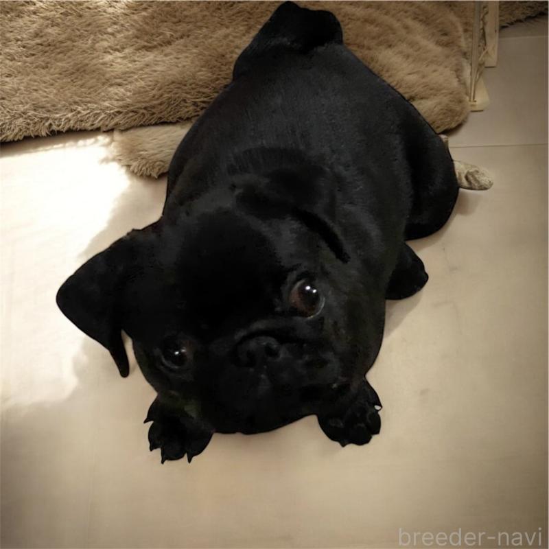 販売中の福井県のパグ-440118