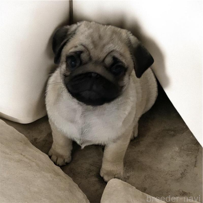 販売中の福井県のパグ-440120