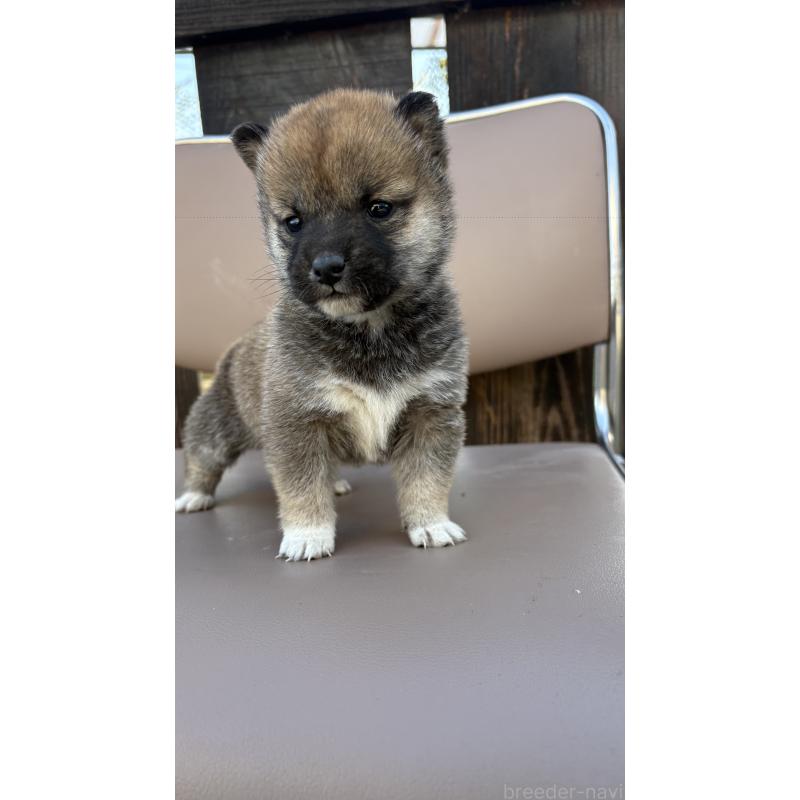 販売中の茨城県の柴犬-440119の3枚目