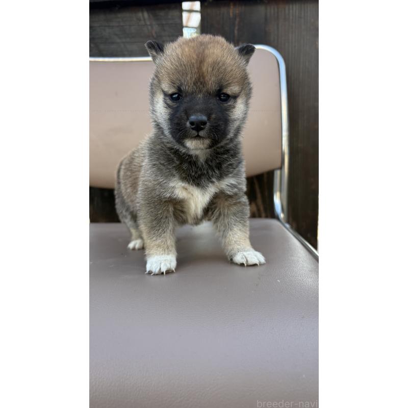 販売中の茨城県の柴犬-440119の2枚目