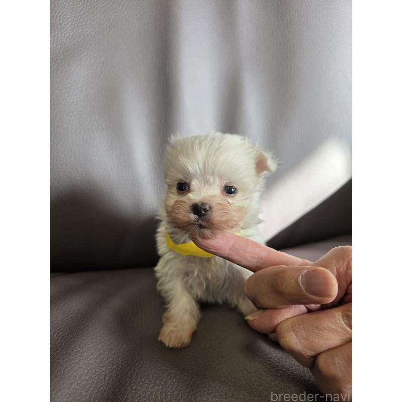 販売中の静岡県のマルチーズ-440122の2枚目