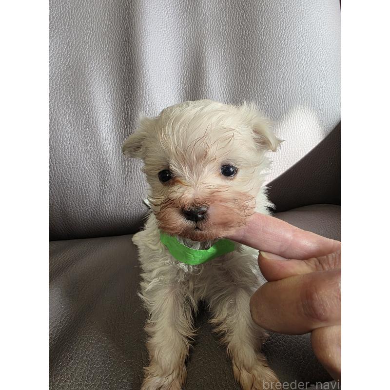 販売中の静岡県のマルチーズ-440123の2枚目