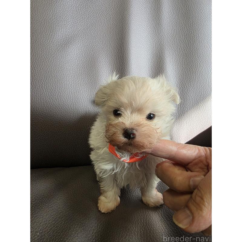 販売中の静岡県のマルチーズ-440124の2枚目