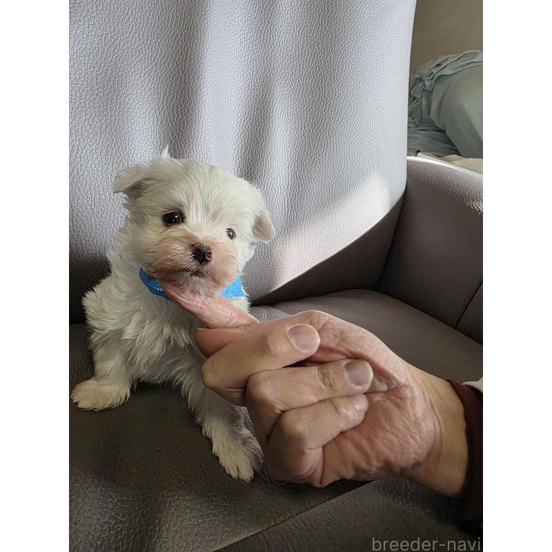 販売中の静岡県のマルチーズ-440126の2枚目
