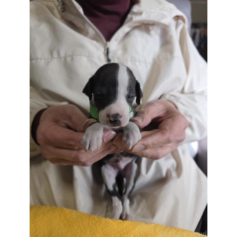 販売中の静岡県のイタリアングレーハウンド(イタグレ)-440127の2枚目