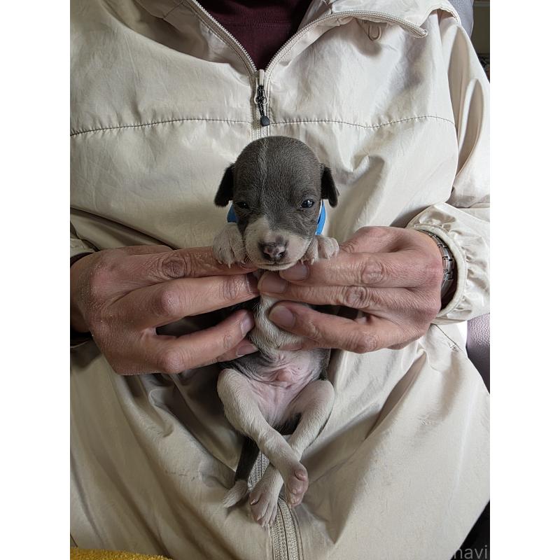 販売中の静岡県のイタリアングレーハウンド(イタグレ)-440128の2枚目