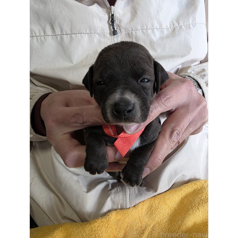 販売中の静岡県のイタリアングレーハウンド(イタグレ)-440129の2枚目