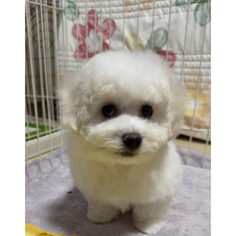 販売中の兵庫県のビションフリーゼ-440131の1枚目