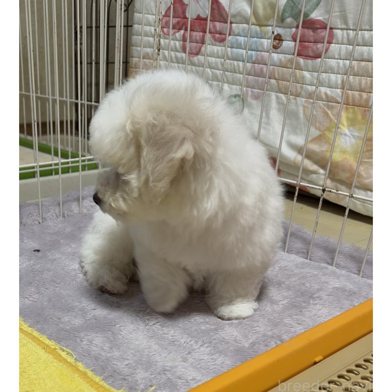 販売中の兵庫県のビションフリーゼ-440131の5枚目