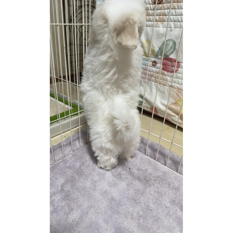 販売中の兵庫県のビションフリーゼ-440131の4枚目