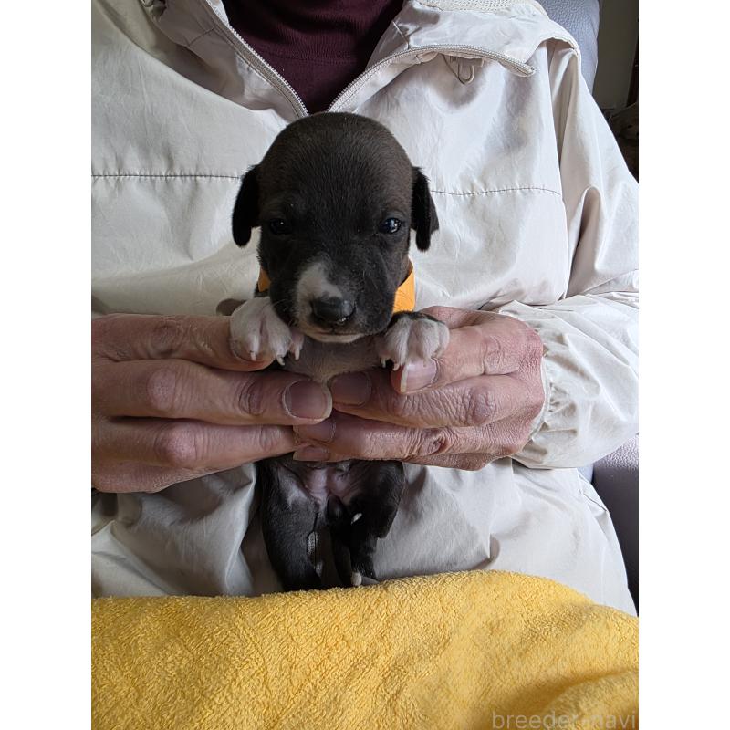 販売中の静岡県のイタリアングレーハウンド(イタグレ)-440130の2枚目