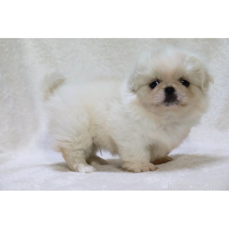 販売中の滋賀県のペキニーズ-436598の13枚目