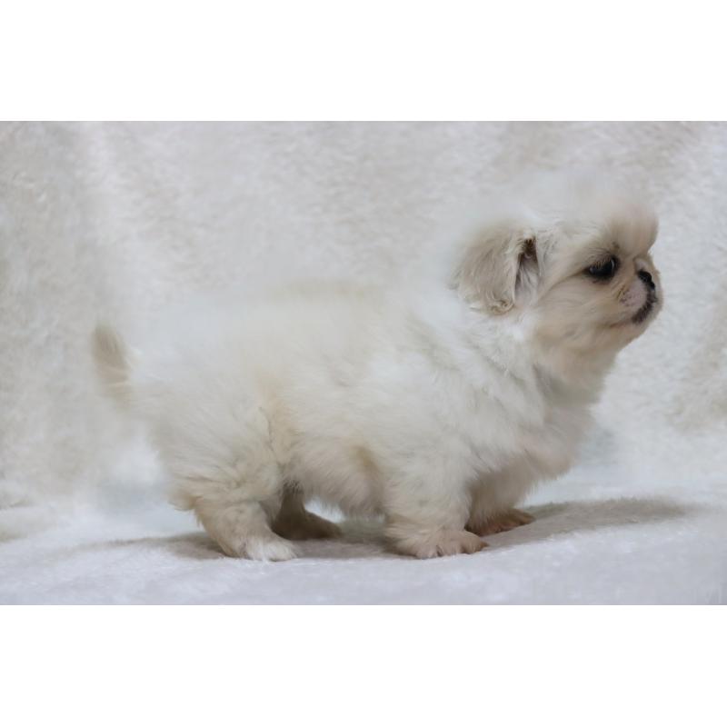 販売中の滋賀県のペキニーズ-436598の12枚目