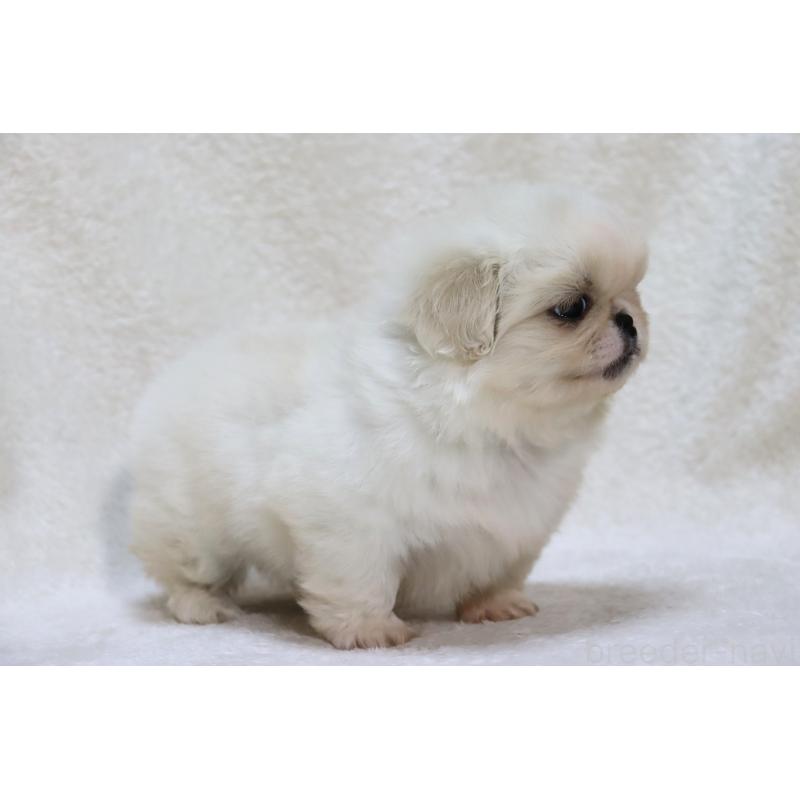 販売中の滋賀県のペキニーズ-436598の11枚目