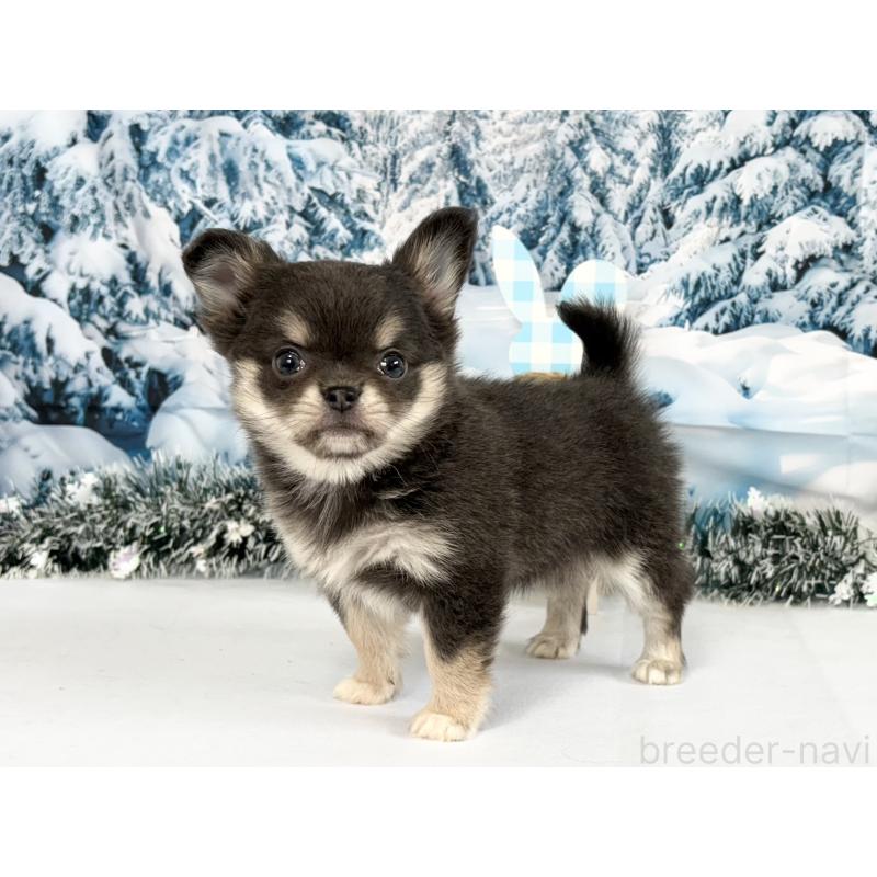 商談中の秋田県のチワワ(ロングコート)-437695の5枚目