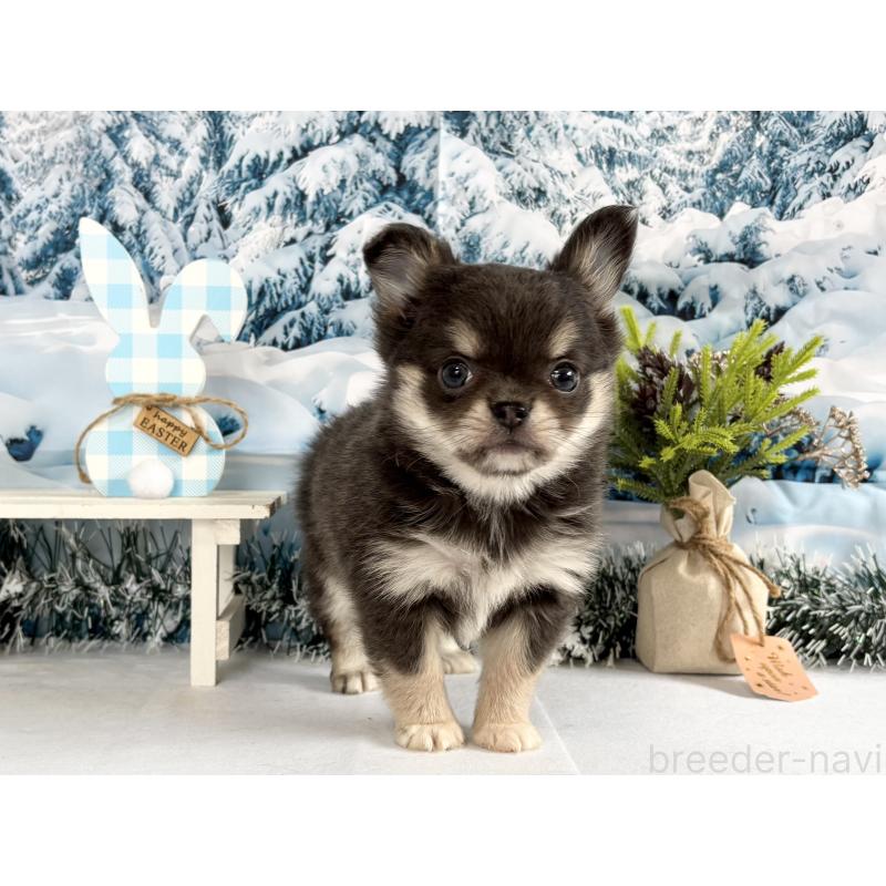 商談中の秋田県のチワワ(ロングコート)-437695の4枚目