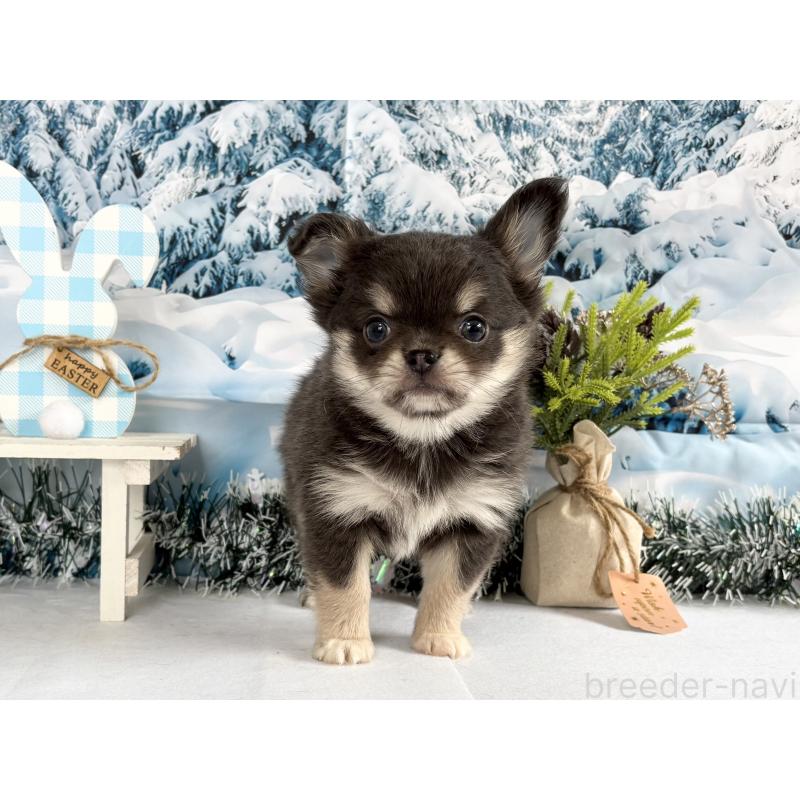 商談中の秋田県のチワワ(ロングコート)-437695の3枚目