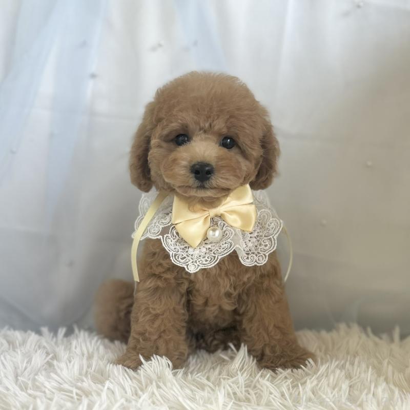 販売中の愛知県のトイプードル-432611の2枚目