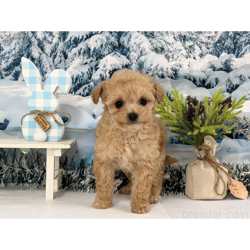 商談中の秋田県のティーカッププードル-433228の5枚目