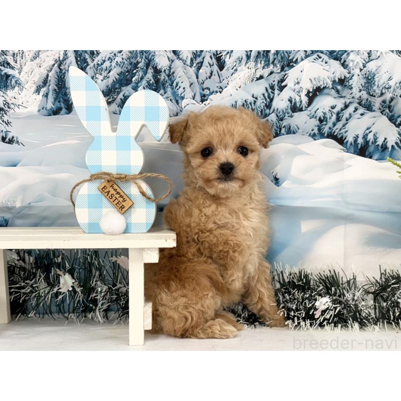 商談中の秋田県のティーカッププードル-433228の3枚目