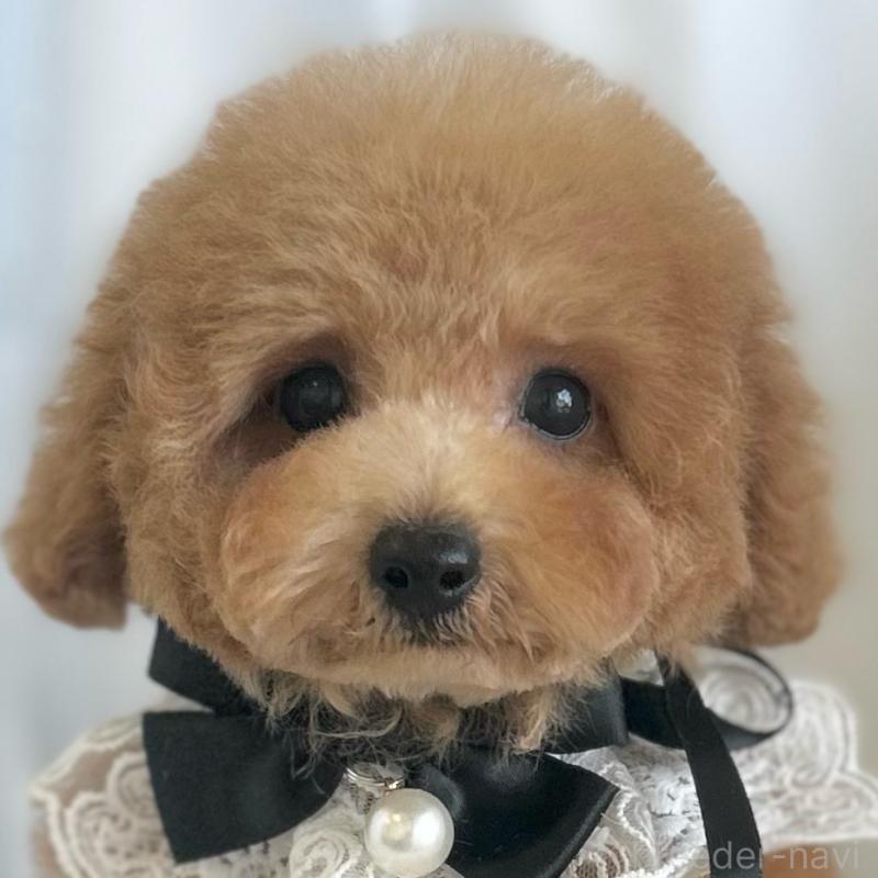 販売中の愛知県のタイニープードル-429317の1枚目