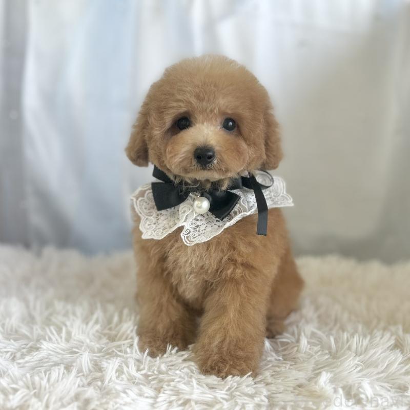 販売中の愛知県のタイニープードル-429317の2枚目