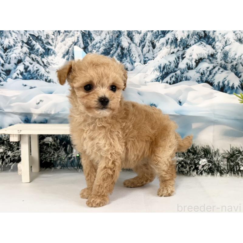 商談中の秋田県のティーカッププードル-433228の2枚目