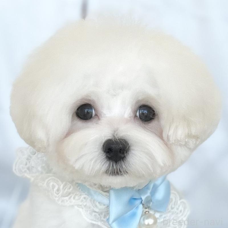 販売中の愛知県のマルチーズ-412047の1枚目