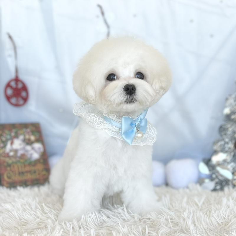 販売中の愛知県のマルチーズ-412047の3枚目