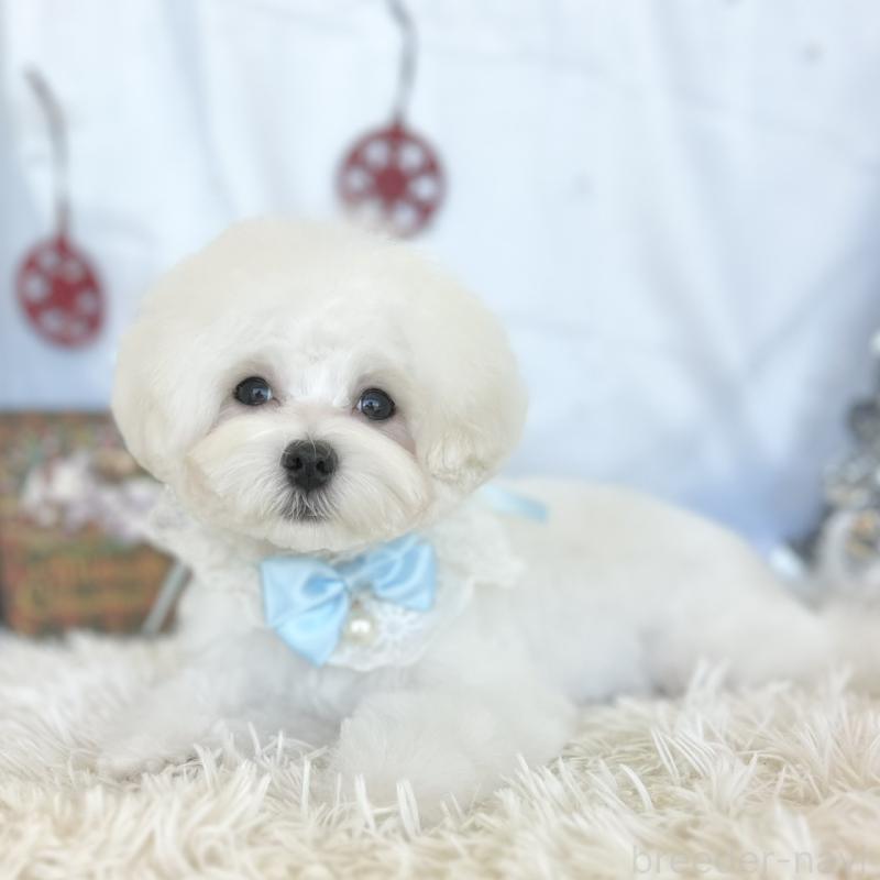 販売中の愛知県のマルチーズ-412047の2枚目