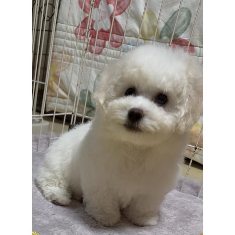 成約済の兵庫県のビションフリーゼ-424200の1枚目