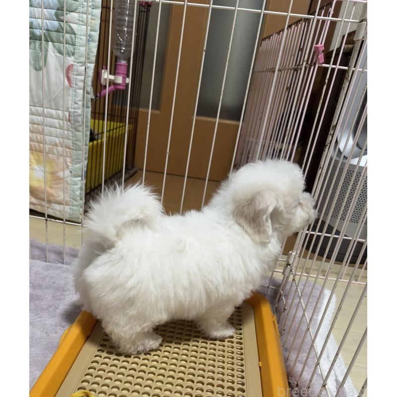 販売中の兵庫県のビションフリーゼ-440131の3枚目