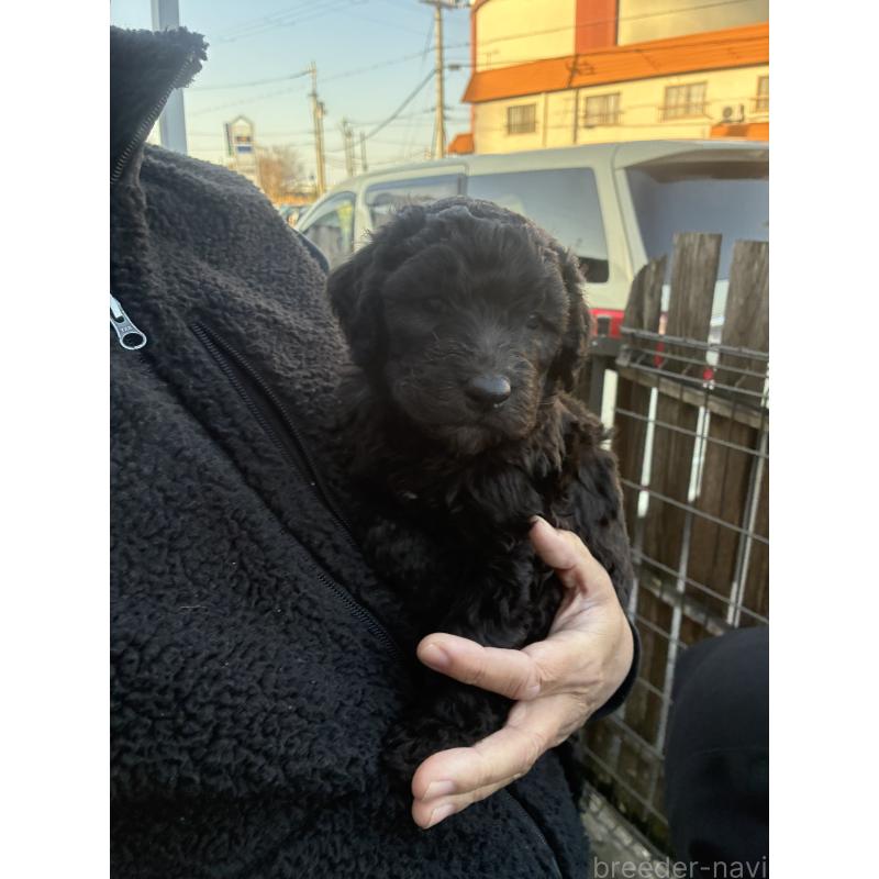 商談中の滋賀県のラブラドゥードル:ラブラドールレトリーバー×プードル-440132の1枚目