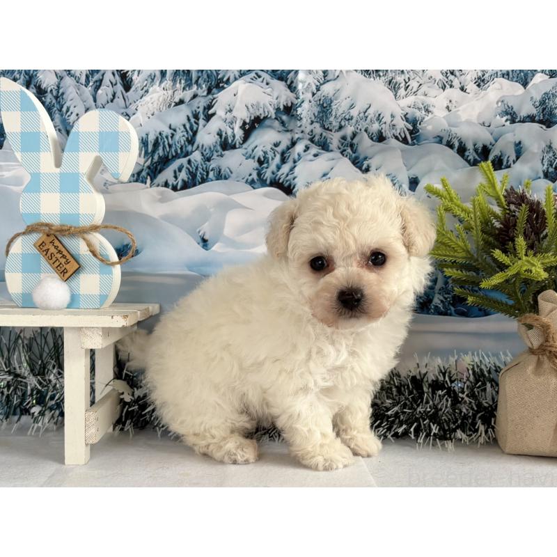 成約済の秋田県のタイニープードル-437689の5枚目