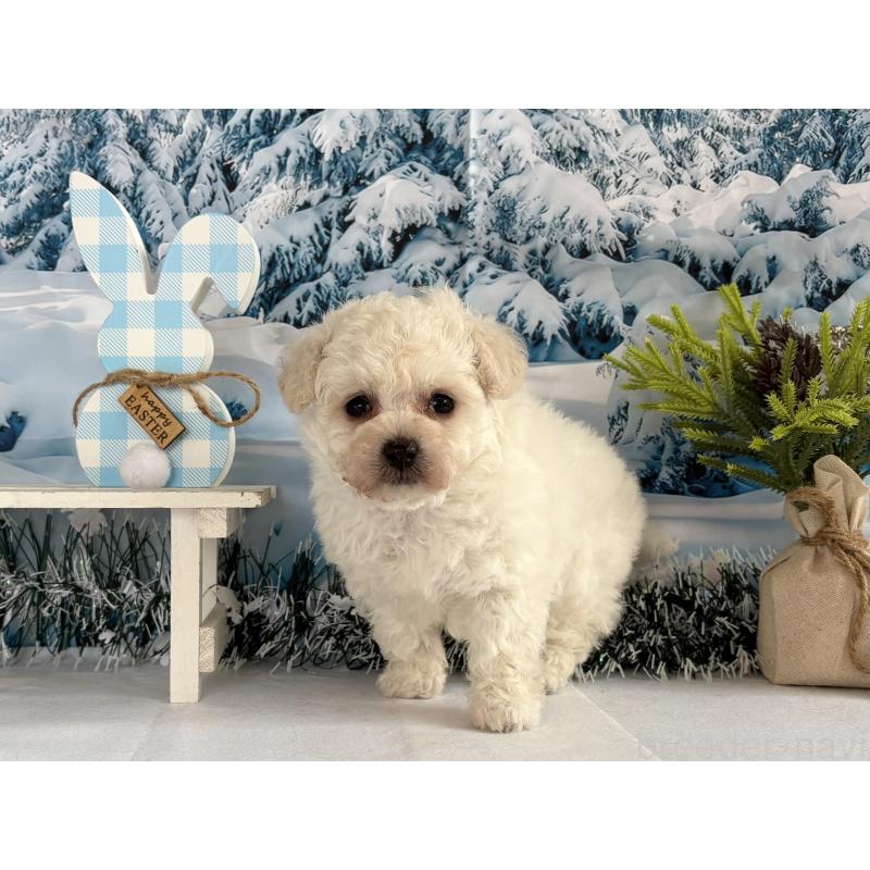 成約済の秋田県のタイニープードル-437689の3枚目