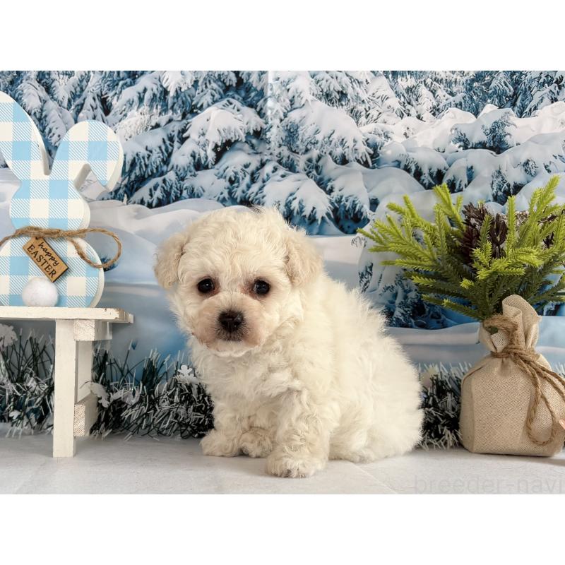 成約済の秋田県のタイニープードル-437689の2枚目