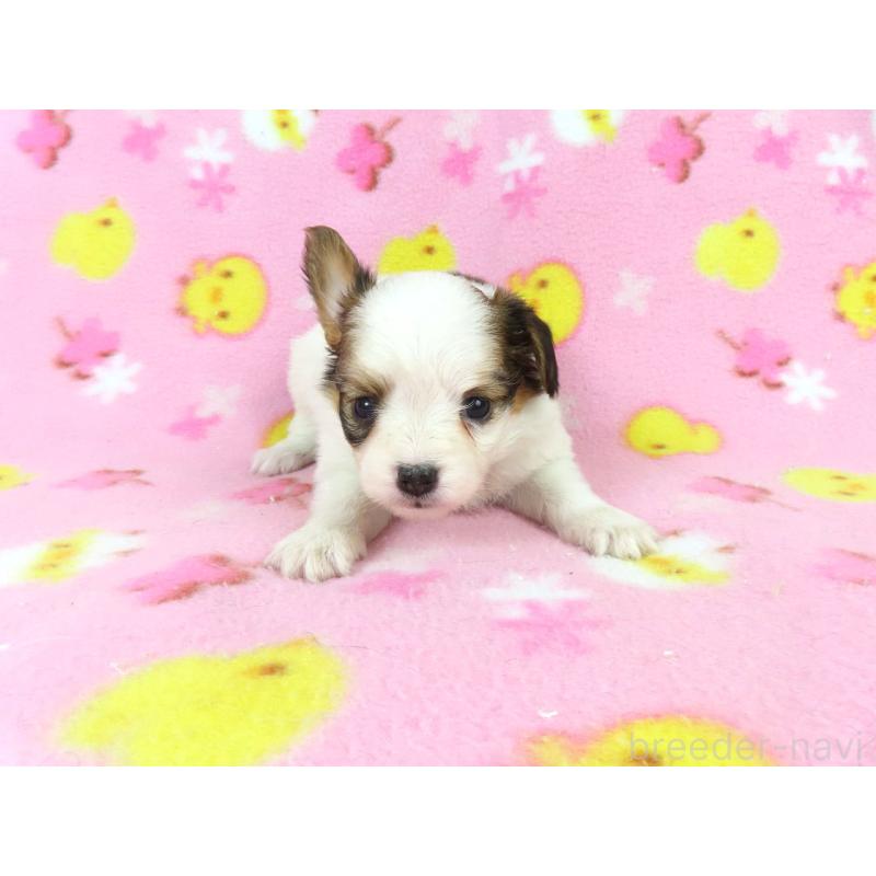 成約済の千葉県のパピヨン-438384の9枚目