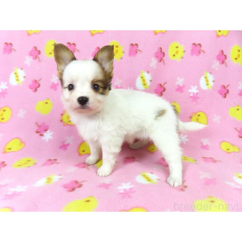 販売中の千葉県のパピヨン-434648の9枚目