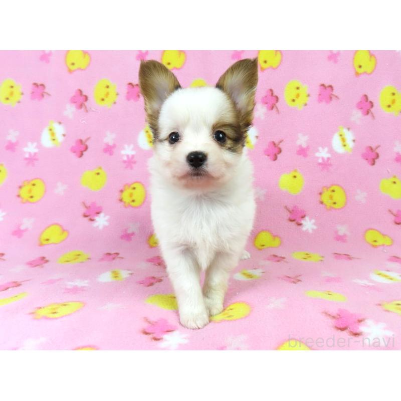 販売中の千葉県のパピヨン-434648の8枚目